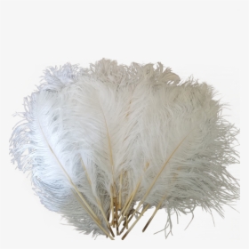 Drawing Feather Ostrich - Ostrich Feathers Png, Transparent Png, Transparent PNG