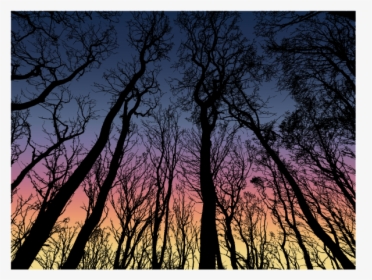 Forest In The Dark Sky - Winter Trees Silhouette Free, HD Png Download, Transparent PNG