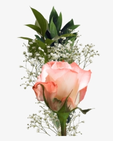 Single Roses Bouquets For Valentine S Day Flower Fundraisers - Single Flower, HD Png Download, Transparent PNG