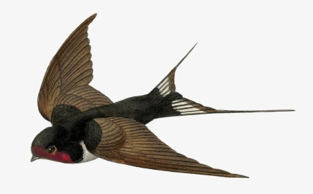 Fairy Bird Png Transparent - Vintage Swallow Bird, Png Download, Transparent PNG