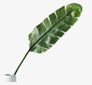 Grass, HD Png Download, Transparent PNG