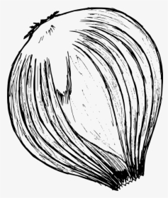 Onion Drawing 2 - Sketch, HD Png Download, Transparent PNG