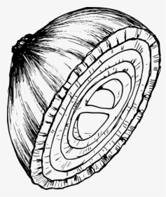 Onion Drawing 1 - Circle, HD Png Download, Transparent PNG