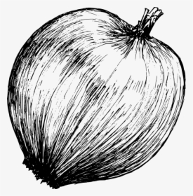 Onion Drawing 3 - Vegetable, HD Png Download, Transparent PNG