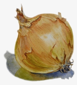 Acrylic Painting Of Onion, HD Png Download, Transparent PNG