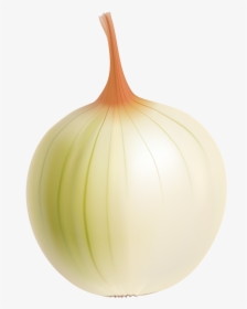 Drawing Vegetable Onion - Yellow Onion, HD Png Download, Transparent PNG