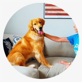 Sitting Thumbnail Round - Golden Retriever, HD Png Download, Transparent PNG