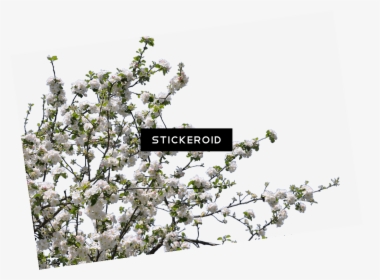 Tree Spring Flowers, HD Png Download, Transparent PNG