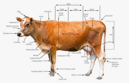 Heritage Jersey Organization > Registration Conformation - Body Parts Of Cow In English, HD Png Download, Transparent PNG