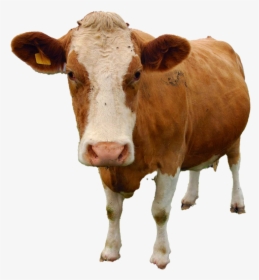 Cow Png Free Download - Hewan Yang Tidak Mengalami Metamorfosis, Transparent Png, Transparent PNG