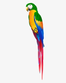 Red Parrot Png Clipart , Png Download - Macaw, Transparent Png, Transparent PNG