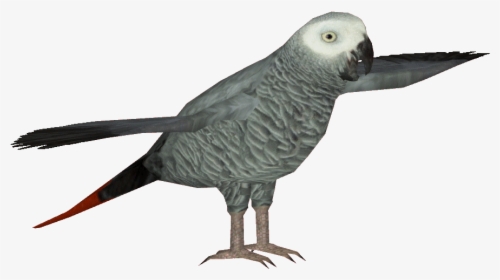 African Grey Parrot Clipart Transparent - African Grey, HD Png Download, Transparent PNG