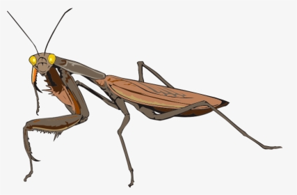 Praying Mantis - Insectes Png, Transparent Png, Transparent PNG