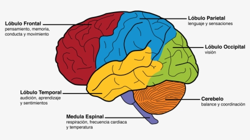 Brain Parts And Functions, HD Png Download, Transparent PNG