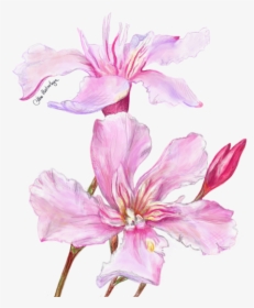Lily, HD Png Download, Transparent PNG