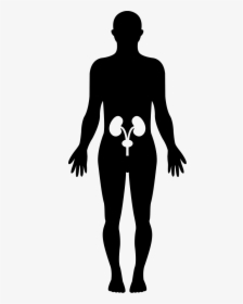 Human Hips Bones Inside A Standing Male Body Black - Silueta De Un Ser Humano, HD Png Download, Transparent PNG