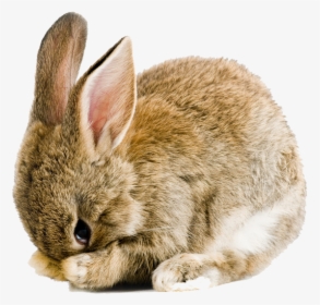 Holland Lop Easter Bunny Cruelty-free Rabbit Snuggle - Easter Bunny Transparent Background, HD Png Download, Transparent PNG