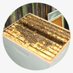 Bee Hives, HD Png Download, Transparent PNG