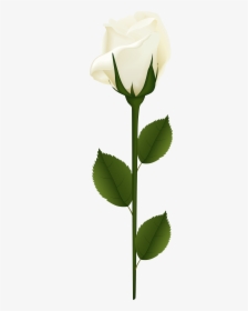White Rose Png Clip Art - Thank You For Your Sympathy Flowers, Transparent Png, Transparent PNG