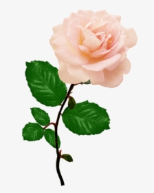 Pink Rose Picture With Long Stalk Leaves - Pink Rose Png Transparent, Png Download, Transparent PNG