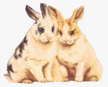 Rabbit Clipart Fur - Clip Art, HD Png Download, Transparent PNG