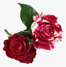 Red And White Flowers Png, Transparent Png, Transparent PNG
