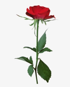 White Rose Flower Clip Art - Demi Lovato Tell Me You Love Me Rose, HD Png Download, Transparent PNG