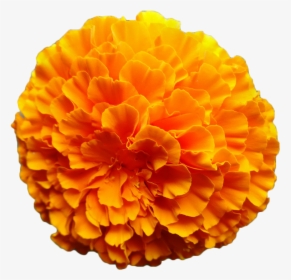 Clip Art Marigold Watercolor - Zendu Flower Toran Png, Transparent Png, Transparent PNG