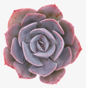 Echeveria Dusty Rose, HD Png Download, Transparent PNG