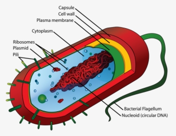 Average Prokaryote Cell- En - Structure Of Bacteria, HD Png Download, Transparent PNG