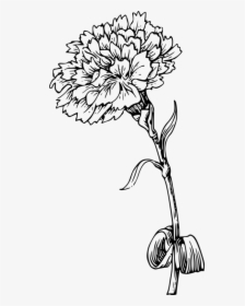 Monochrome Photography,petal,cut Flowers - Marigold Black And White, HD Png Download, Transparent PNG