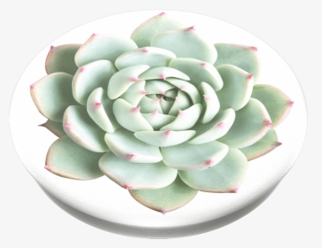 You Succulent, Popsockets - Care For Echeveria, HD Png Download, Transparent PNG
