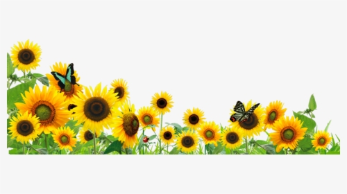 #ftestickers #flowers #sunflowers #butterfly #border - Sunflowers Png, Transparent Png, Transparent PNG