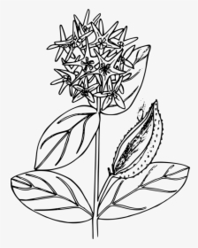 Mexican Flowers Clipart Png - Milkweed Black And White, Transparent Png, Transparent PNG
