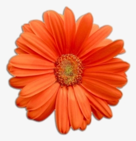 Flowerpower - Real Flowers Png, Transparent Png, Transparent PNG