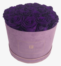 Purple Long Lasting Roses In A Medium Round Suede Box - Garden Roses, HD Png Download, Transparent PNG