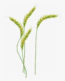 Wheat Png Image - Wheat Plant Font, Transparent Png, Transparent PNG