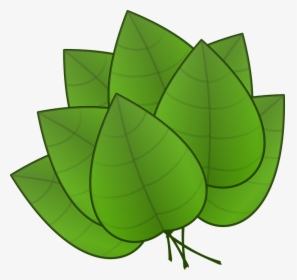 Hojas, Verde, Plantas, Árboles, Órgano, Fotosíntesis - Parts Of Plants Leaves, HD Png Download, Transparent PNG