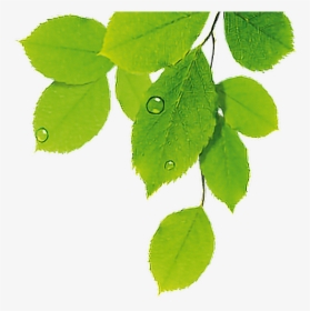 #hojas #verde #naturale #freetoedit Za - Hojas De Plantas Png, Transparent Png, Transparent PNG