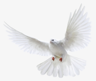 #pomba - Pigeon Png, Transparent Png, Transparent PNG