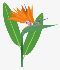 Bird Of Flower Png For Free - Bird Of Paradise Clipart Png, Transparent Png, Transparent PNG