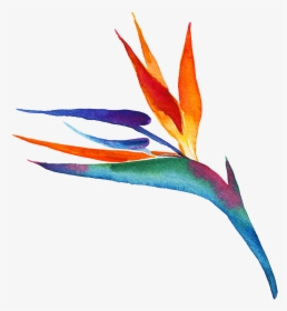 Transparent Bird Of Paradise Plant Png - Illustration, Png Download, Transparent PNG