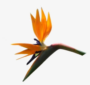 Strelitzia Reginae, Bird Of Paradise Width 618 Height - Bird Of Paradise, HD Png Download, Transparent PNG