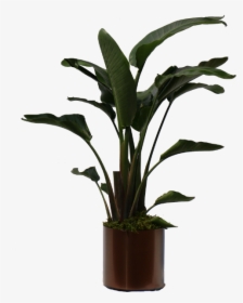Peace Lily Big Leaves, HD Png Download, Transparent PNG