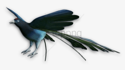 Bird Of Paradise - Bird Of Paradise Bird Png, Transparent Png, Transparent PNG
