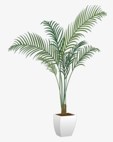 Arecaceae Flowerpot Houseplant - Potted Plant Png Transparent, Png Download, Transparent PNG