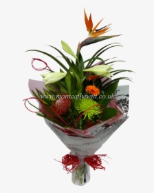 Bird Of Paradise - Houseplant, HD Png Download, Transparent PNG