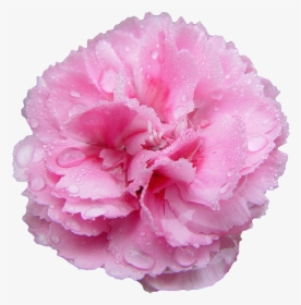 Transparent Flowers Transparent Flowers, Pink Carnations, - Pink Carnation Transparent Background, HD Png Download, Transparent PNG