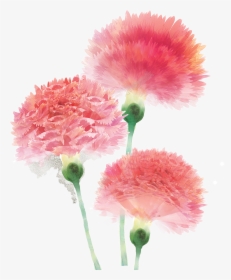 Transparent Red Carnation Clipart - Small Pink Carnation Flower, HD Png Download, Transparent PNG
