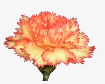 Carnation Flowers Png Photo Background - Transparent Background Carnation Flower Png, Png Download, Transparent PNG